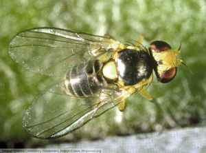 Liriomyza trifolii adulte