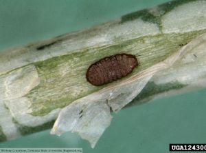 Liriomyza sativae pupe