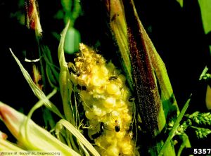 Diabrotica virgifera virgifera maïs