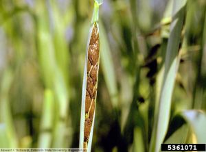 Ustilago segetum var. avenae avoine