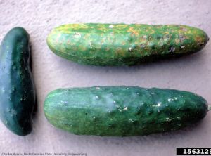 Cucumber green mottle mosaic virus (CGMMV)