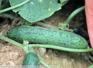 Cucumber green mottle mosaic virus (CGMMV) concombre