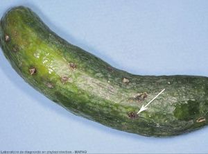 Cladosporium cucumerinum concombre