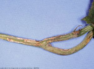 Cladosporium cucumerinum