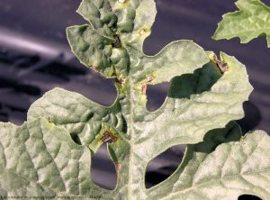 Pseudomonas syringae pv. lachrymans pastèque