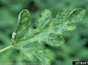 Cucumber green mottle mosaic virus (CGMMV) pastèque