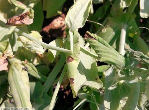 Pseudomonas syringae pv. pisi pois