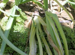 Stromatinia cepivora oignon