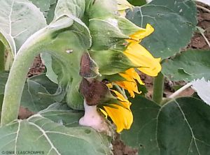 Pseudomonas syringae pv. helianthi tounesol