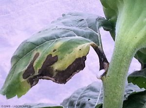 Pseudomonas syringae pv. helianthi tounesol