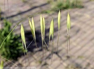 Avena sterilis