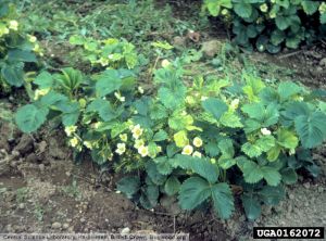 Arabis mosaic virus fraisier