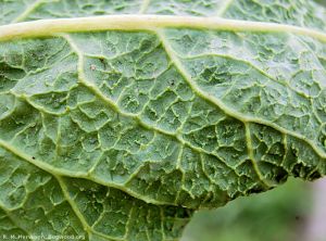Beet leaf curl virus betterave
