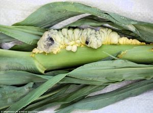 Ustilago maydis maïs