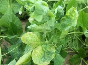 Pea enation mosaic virus pois