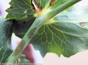 Pseudomonas syringae pv. pisi pois