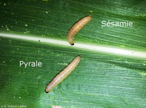 Sesamia nonagrioides & Ostrinia nubilalis maïs