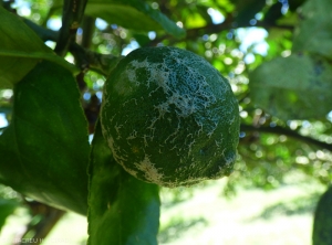 Dégâts de thrips sur citron