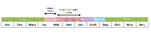 Cycle biologique de la processionnai du chêne