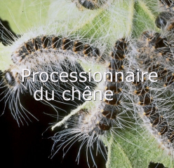 Processionnaires du chêne