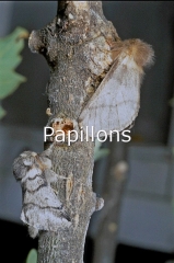 Papillon mâle et femelle de PC