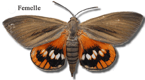 Papillon femelle Paysandisia archon