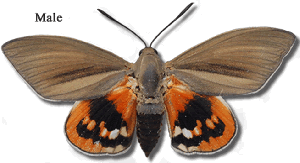 Papillon mâle de Paysandisia archon