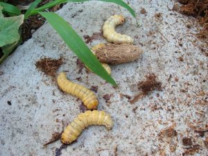 Chenilles de Paysandisia archon - photo N. ANDRE Fredon Occitanie