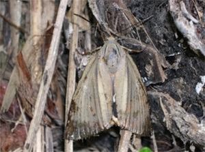 Papillon englué