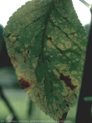 Carence  bore - symptômes sur feuilles