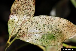 Laurier tin dégâts thrips