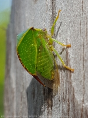 Cicadelle bubale