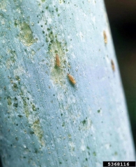 Thrips poireau adultes