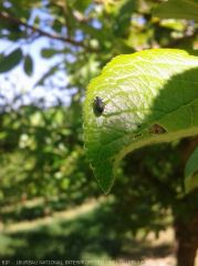 Rhynchite sur feuille de prunier