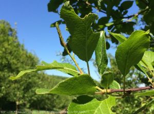 dégâts de rhynchite sur feuilles de prunier