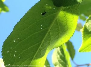 Rhynchite et ses perforations sur feuille