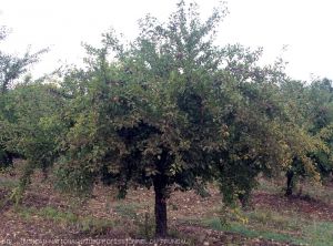 Coloration "bronzée" du feuillage d'un prunier, symptomatique de la présence d'acariens