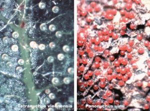 photos comparatives des oeufs de <i> Tetranychus viennensis <i> et de <i> Panonychus ulmi <i>