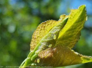 pucerons verts sur jeunes feuilles de prunier