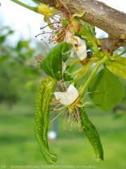 enroulement du feuillage dû à la présence de pucerons verts