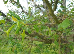 enroulement du feuillage dû à la présence de pucerons verts