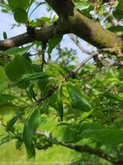 enroulement du feuillage dû à la présence de pucerons verts