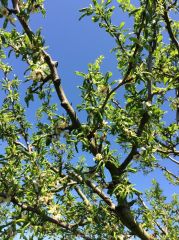 feuillage crispé en raison de l'enroulement des feuilles dû au puceron vert