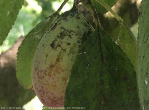Fumagine sur feuilles et sur prunes due à la présence <i> Metcalfa pruinosa <i>