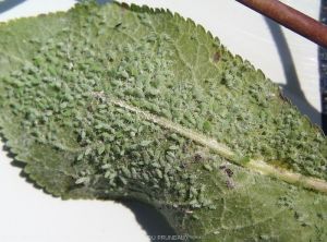 Colonie de pucerons farineux à la face inférieure d'une feuille de prunier