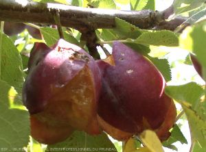 Eclatement des fruits