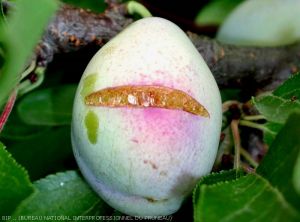 Eclatement des fruits