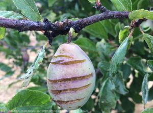 Eclatement des fruits