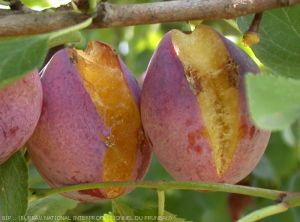 Eclatement des fruits