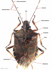 Les différentes parties du corps de la punaise diabolique (<i> Halyomorpha halys <i>)